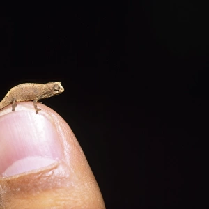 CHAMELEON - on human finger, to show scale