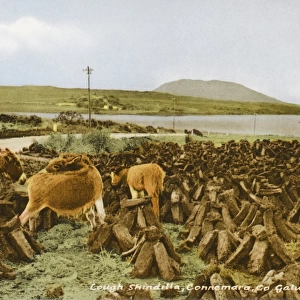 Cut turf and donkeys - Ireland