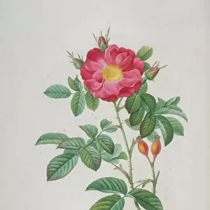 Damascena coccinea, portland rose