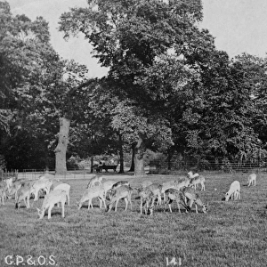 Deer, Greenwich Park