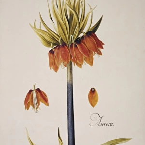 Fritillaria imperialis, crown imperial
