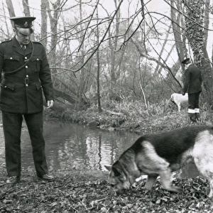 Two Metropolitan police officers with dogs in a wood