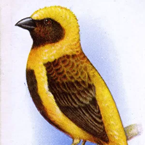 Napoleon Weaver-Bird