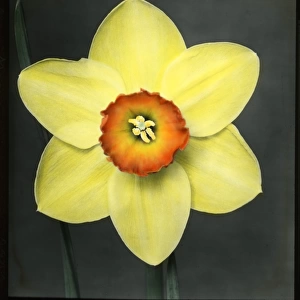 Narcissus Marksman