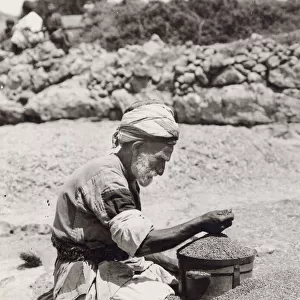 Old man measuring wheat Palestine, Israel, Holy Land