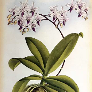 Phalaenopsis Rosea Date: 1882
