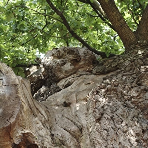 Quercus sp. crouch oak