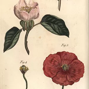 Quince flower, Cydonia oblonga, and poppy