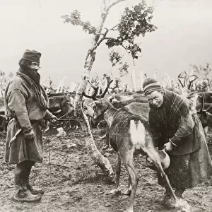 Sami man and woman milking a reindeer, Norway