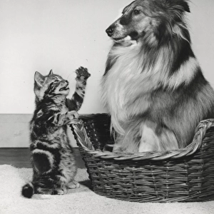 Tabby kitten remonstrates with a Collie dog