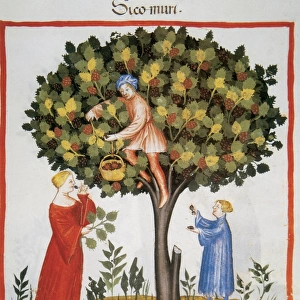 Tacuinum Sanitatis. Late XIV century. Picking mulberries