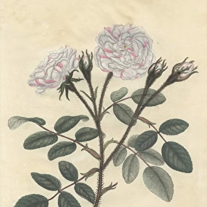 Variegated moss rose, Rosa muscosa variegata