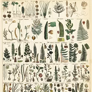Varieties of fern