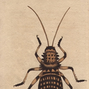 Whistle insect, Eugaster spinulosa