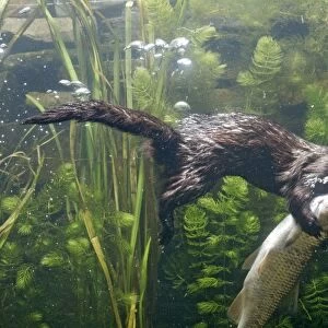 American Mink – swimming underwater side view – alien species in UK UK