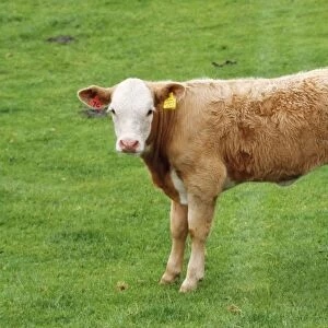 Bullock - cattle