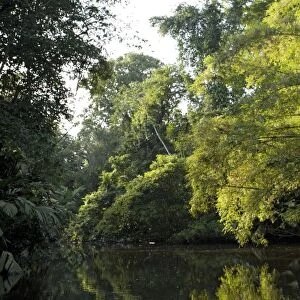 Canal in Tortuguero National Park, Caribbean coast of Costa Rica, overhung by raffia palms