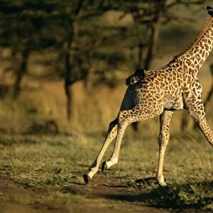 Common Giraffe - running - Africa JFL14287