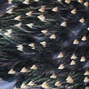 Common Starling, close - up study showing the iridescence on feathers on a adult birds back, Hessen, Germany