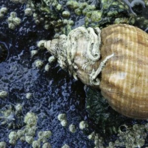 Common Whelk Shell - with worm tubes on shell