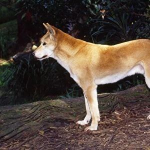 Dingo - in forest clearing Australia Family: Canidae