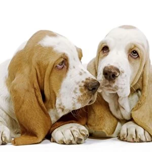 Dog - Basset Hound puppies in studio