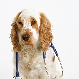 Dog - English Cocker Spaniel - With medical kit