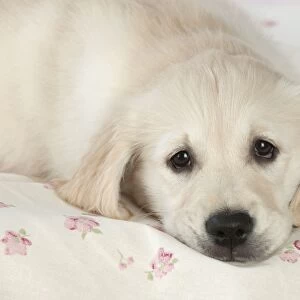 Dog - Golden Retriever - puppy lying down on bed