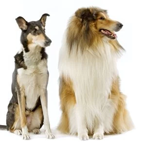 Dog - Short-haired Collie & long-haired Collie in studio