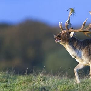 Fallow Deer - buck roaring during the rut - Seeland - Denmark