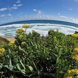 Flowers and Ocean as viewed from the Great Ocean Road - fisheye lens - Australia