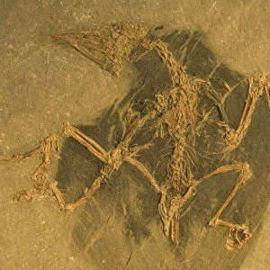 Fossil - Bird. Confuciusornis. Lower Cretaceous. This specimen is a well preserved female bird with extensive organic preservation-carbonized skin and feathers covering some of the well preserved bones- The right wing and leg