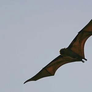 Fruit Bat - endangered, endemic to Mayotte. Mayotte Island Indian Ocean