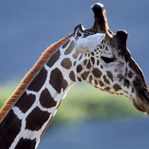 Giraffe - close-up of head