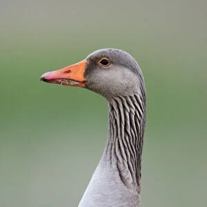 Greylag Goose - portrait of Gander, Texel, Holland