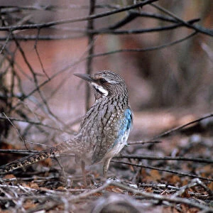 Long Tailed Ground Roller