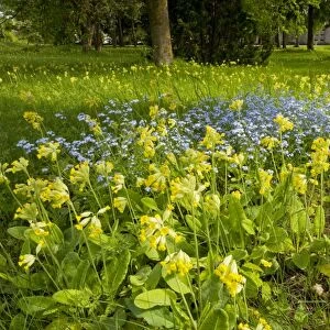 Masses of cowslips with Wood forget-me-not in flowery woodland clearing, Saarema, Estonia