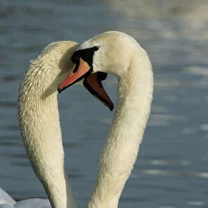 Mute Swan - Two together in a heart shape Slimbridge, Gloucestershire, UK BI006859