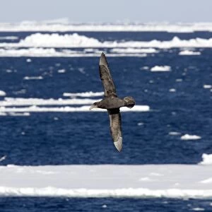 Northern Giant Petrel, Flying over sea and ice floes, Antarctic, October