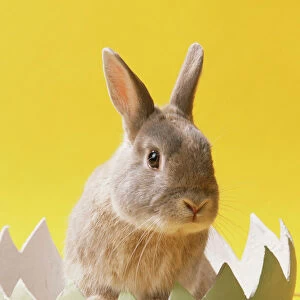 Rabbit JD 13833 In egg with Easter Eggs © John Daniels / ARDEA LONDON