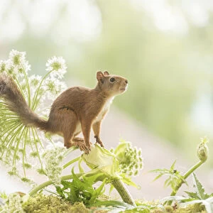Red Squirrel stand with giant hogweed flower