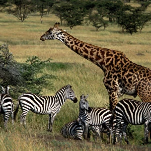 Reticulated Giraffe - with Zebra