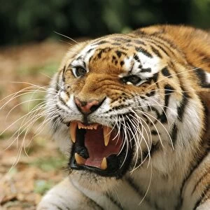 SiberianTiger WAT 457 Panthera tigris altaica © M. Watson / ardea. com