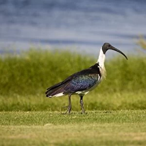 Straw-necked Ibis At Herdsman Lake, Perth, Western Australia. Widespread in grasslands particularly in the north and east