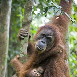 Sumatran Orangutan - Mother suckling 2. 5 year old baby - North Sumatra - Indonesia - *Critically Endangered
