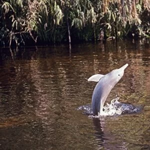 Tucuxi / Little Grey / Grey River Dolphin