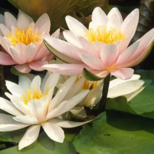 White water Lily - in garden pond