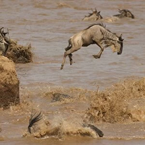 Wildebeest / Gnu - on migration leaping into the Mara River. Maasai Mara - Kenya - Africa