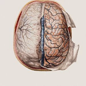 Brain meninges