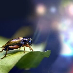 Cockroach on a leaf